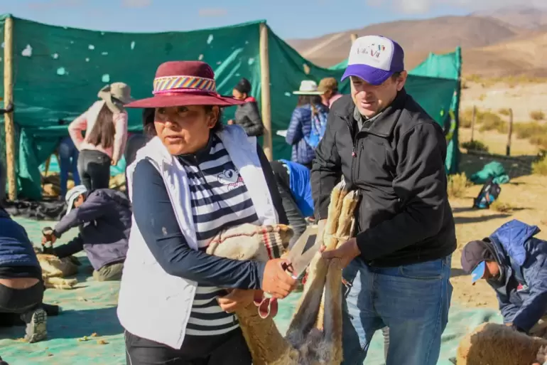 Villa Vil vivió el Chaku comunitario de vicuñas más grande del país