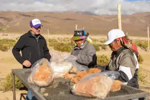 Villa Vil vivi el Chaku comunitario de vicuas ms grande del pas