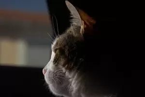 As� se despiden los gatos antes de morir: las se�ales que hay que reconocer