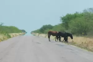 Automovilista choc contra dos mulas en Ruta n 46