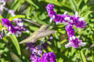 Qu significa que un colibr se quede cerca tuyo