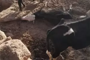 Alertan por mortandad de animales en Beln