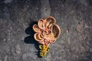 Inauguran la muestra "Visceral" en el Museo de Bellas Artes Laureano Brizuela