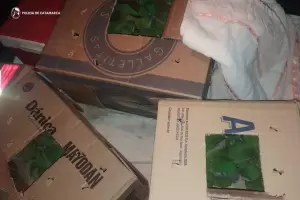 Rescatan aves que eran trasladadas de manera ilegal en un automvil