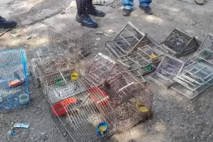 Secuestran importante cantidad de aves: sern puestas en libertad