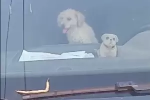 Rescatan a un caniche: estaba encerrado en un auto