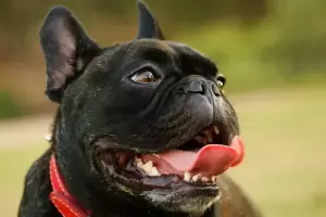 Qu significa que mi perro jadee de manera excesiva?