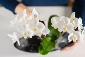 El truco casero con yogur que har que tus orqudeas florezcan como nunca