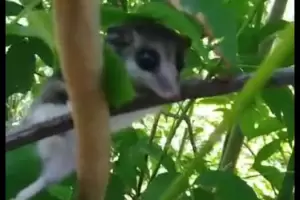 Liberan una comadreja enana en Fray Mamerto Esqui