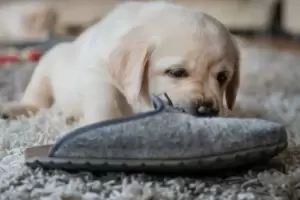 Este es el tierno significado por el cual el perro juega con tu calzado