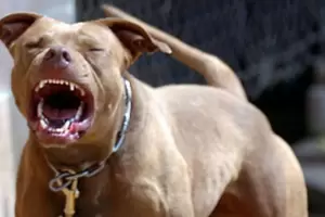 Anoche: pit bull violento ingres a una vivienda