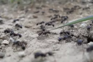 El truco para repeler las hormigas de forma natural de tu jardn