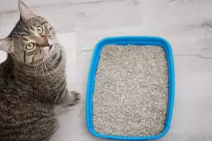 Cmo eliminar los malos olores de la caja de arena del gato?