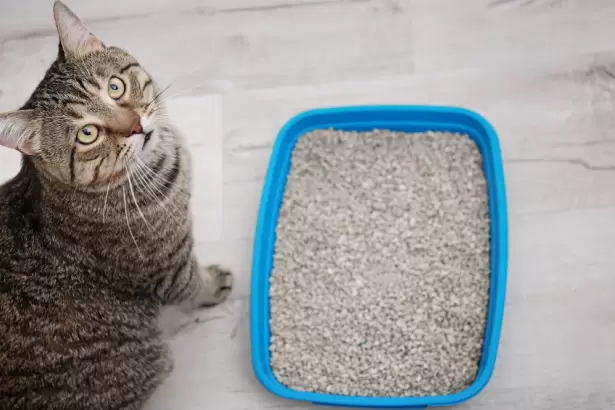 Los veterinarios coinciden: los gatos no te siguen al ba�o s�lo por tu compa��a, sino por una raz�n clave