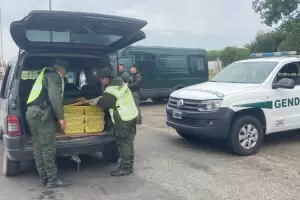 Viajaba con 150 patos en el bal de su vehculo