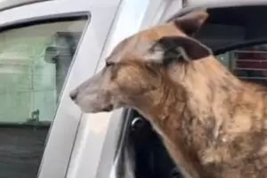 Otra vez dejaron a un perro encerrado en un auto en Rosario