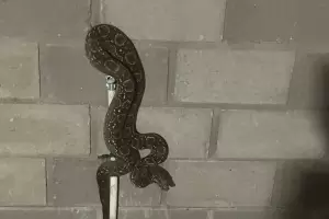 Encontraron una serpiente en una casa