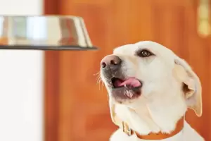 Qu y cmo debe comer un perro durante el verano?