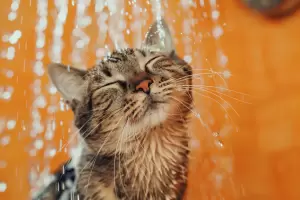 Cada cunto debemos baar a los gatos, segn un veterinario?