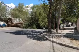 Cada de rbol de gran porte provoc la interrupcin del servicio en Valle Viejo