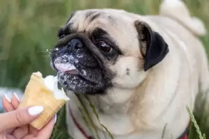 Cmo refrescar a los perros durante el verano?