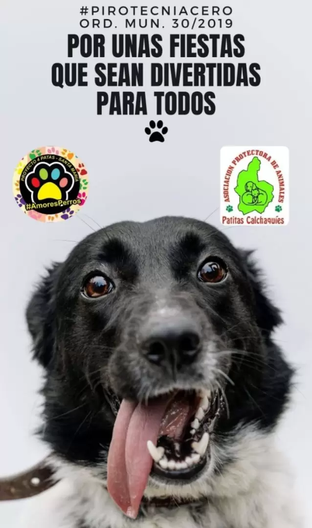 Campaa Piroctenia Cero