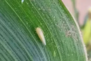 Detectaron ms focos endmicos de la "chicharrita" en el noreste