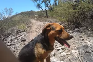 Buscan a los dueos de un perrito perdido en la zona de la Cruz Negra