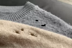 Truco casero para eliminar las polillas rpidamente del hogar