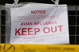 Registraron la primera muerte humana por gripe aviar en EE.UU.