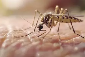 Dengue en el inicio del verano: los casos se mantienen estables en Argentina