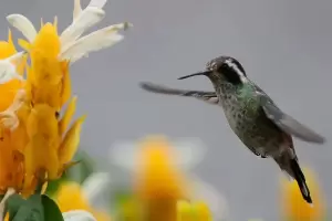 La planta ideal para sembrar en septiembre, llena de color el jardn y atrae colibres