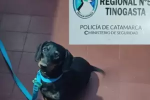 Policas recuperan a un perrito robado