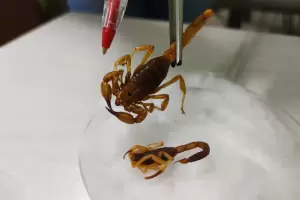 Zoonosis requiere de escorpiones para la produccin de antdotos