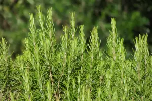 Expertos explican cundo es el mejor momento para podar el romero y por qu