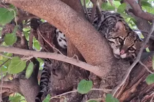 Encuentran y liberan a un ocelote en Alijil�n