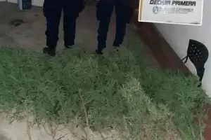 En el sur de la Capital secuestran plantas de marihuana