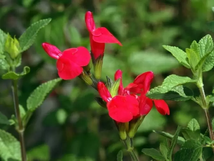 Salvia microphylla