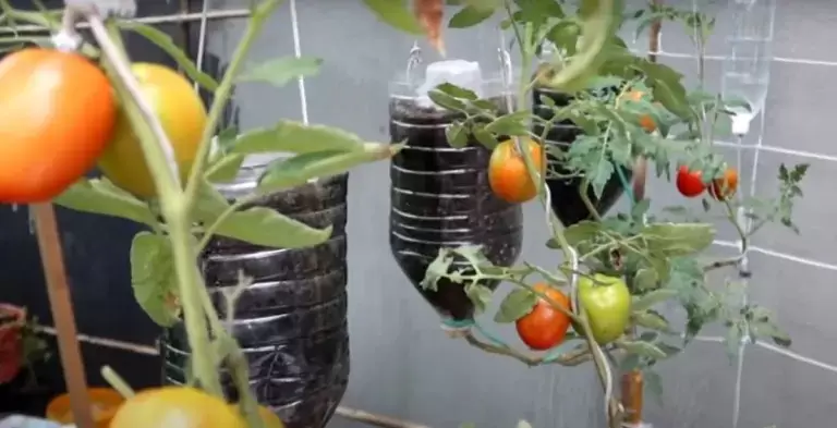 Paso a paso: cómo hacer el cultivo con botellas: