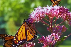 Qu significa que las mariposas te visiten en tu jardn?