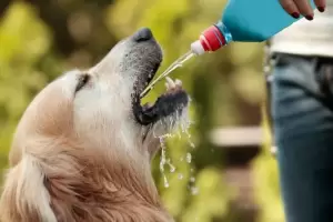 Ola de calor: Cmo evitar que tu mascota sufra un golpe de calor?
