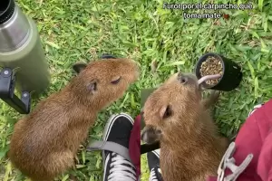 Un carpincho tomaba mate y el video fue furor en TikTok