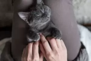 Qu significa que tu gato se deje tocar la panza