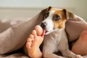 Por qu tu perro te lame los pies?, segn expertos