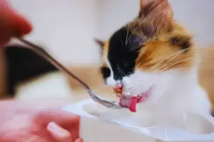 As es cmo eligen los gatos a sus dueos o personas favoritas