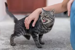 Las cinco seales que demuestran que tu gato no est a gusto con una persona