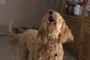 Qu significa que mi perro me ladre cuando vuelvo a casa?