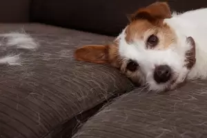 El truco casero parar quitar los pelos de tus mascotas de la ropa