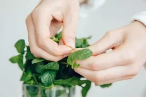 Cmo usar la planta de menta para beneficiarnos?, segn el Feng Shui