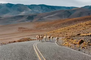 Transitar con precauci�n por Ruta Provincial 43 por la presencia de animales sueltos